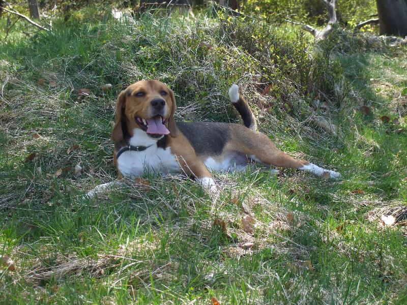 Foto: Na vycházce-To jsem ale z těch zajíců utahaný