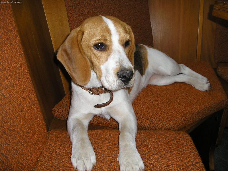 Foto: Betty-Náš mazlíček