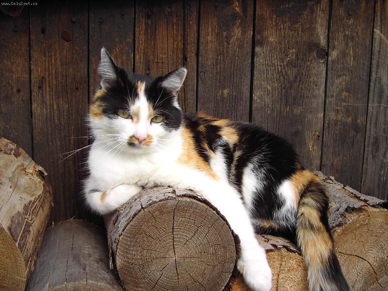 Foto: Lízinka-Náš mazel