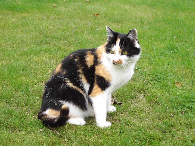 Foto: Lízinka-Náš mazel