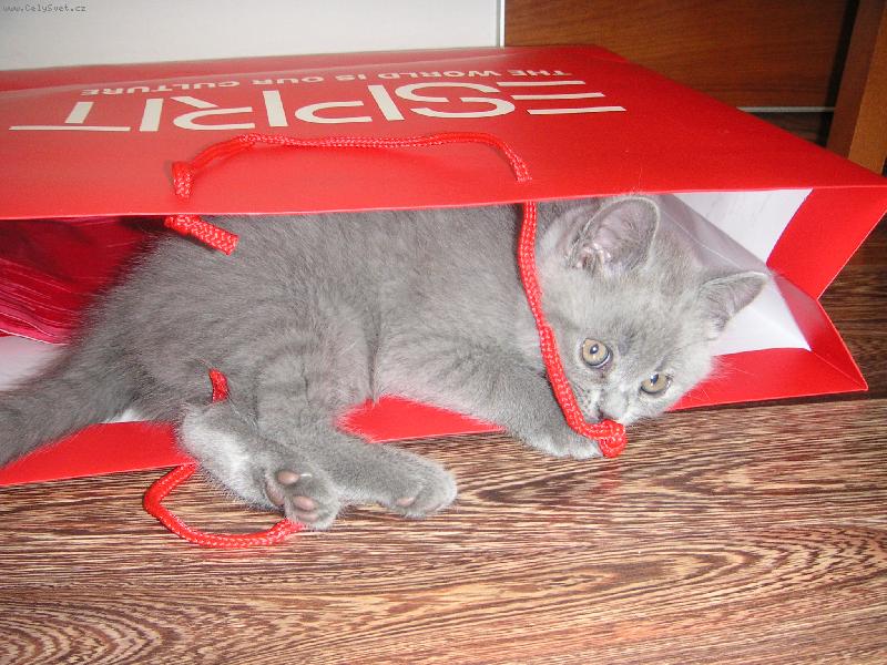 Foto: ko�e
