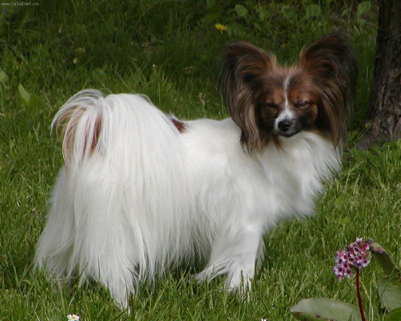 Foto: Papillon-majitel: Bartoňová Eva