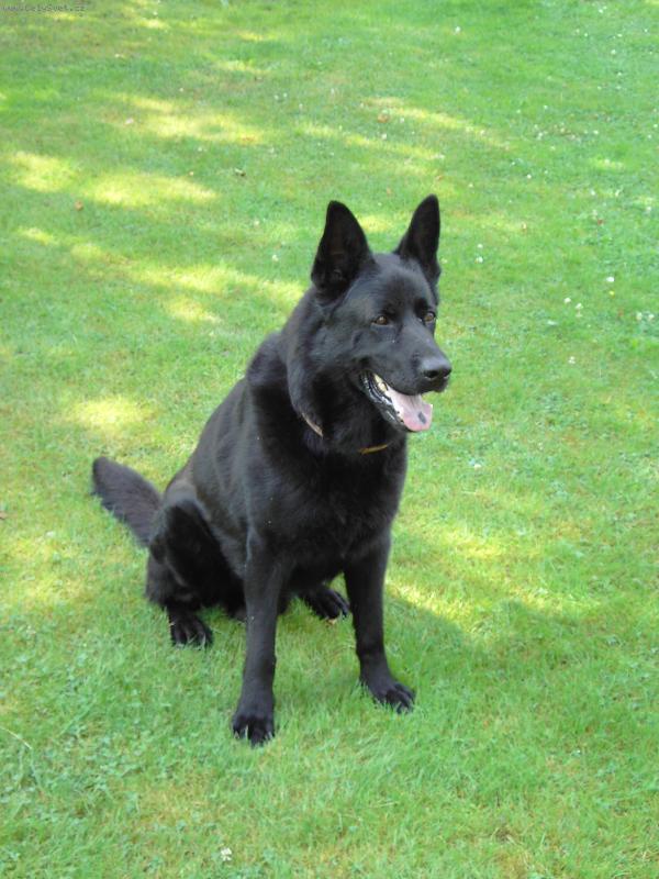 Foto: Brit-Nejlepší pes