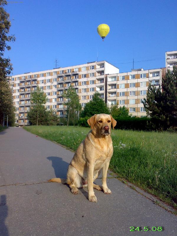 Foto: Bára a Balon-Bára je mokrá,byla na přehradě a ten Balon letí z přehrady a je přímo nad našim domem..