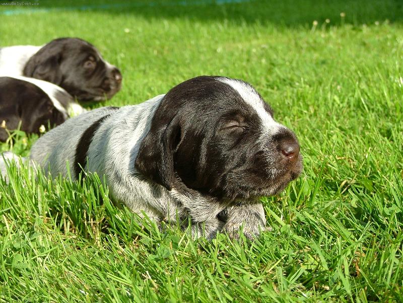 Foto: Štěně Českého fouska