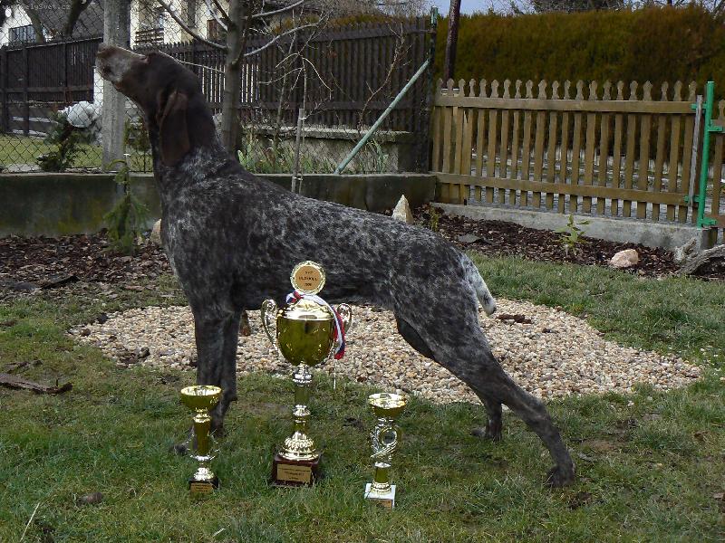 Foto: AMIRA Z ČIMELICKÝCH STRÁNÍ-po výstavě BOB,BIG II,ZV,PZ,VZ