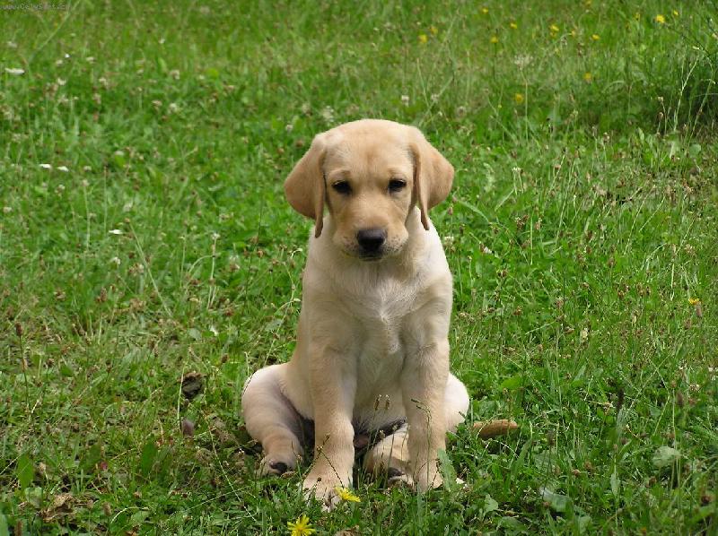 Foto: dvouměsíční Andýsek-na louce rád odpočívám