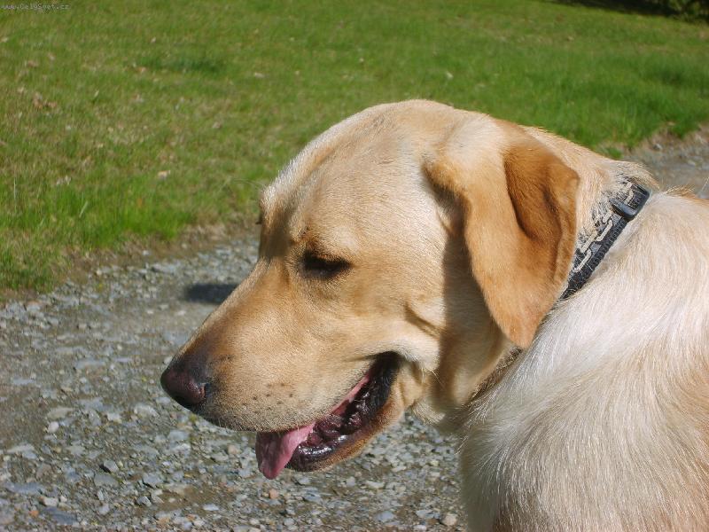 Foto: Andýsek-portrét