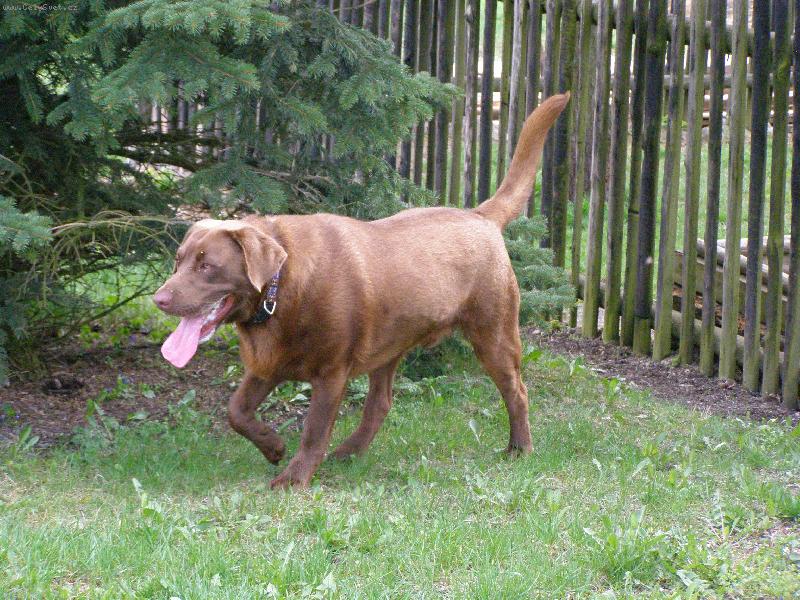 Foto: Rocky-jde vyhnat vetřelce