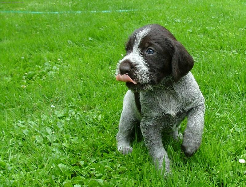 Foto: Štěně Českého fouska-Śtěně ChS z Kobeřic ve spolupráci s ChS ze Štípek