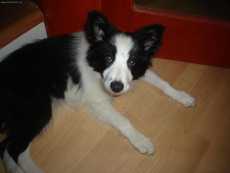 Foto: Netopýýýýr