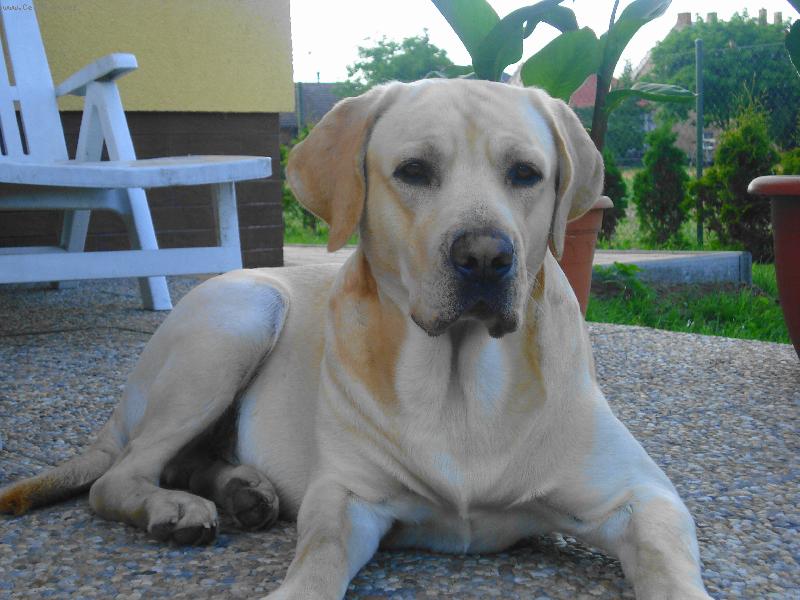 Foto: Max-Vždy ve střehu!!!