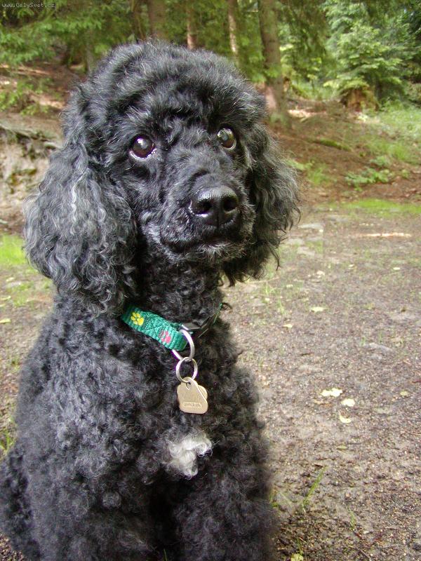 Foto: koukej jak mi to sluší-pudl