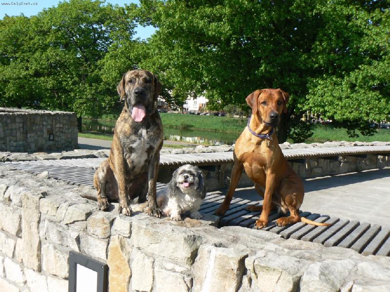 Foto: Amor a jeho nejlepší kamarádi