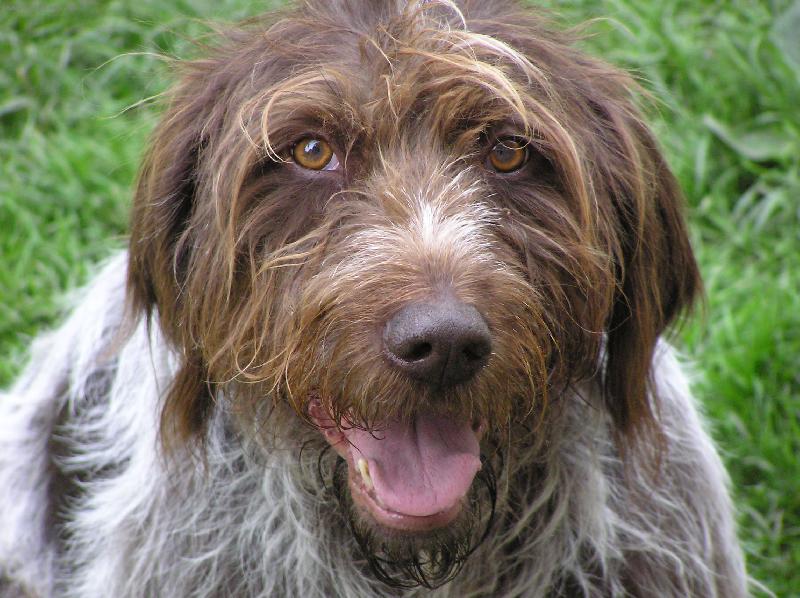 Foto: No neblázni!-Český fousek Monika se diví