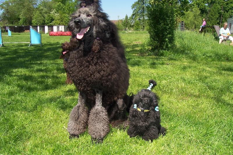 Foto: velký/královský/ a toy pudl-kamarádi