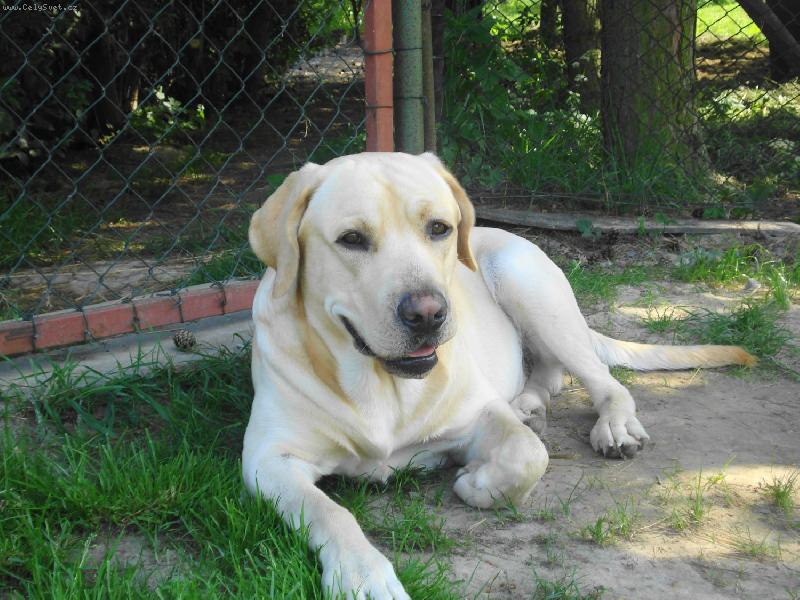 Foto: Maxík-Odpočívám