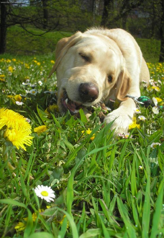 Foto: Žužlání to je moje...