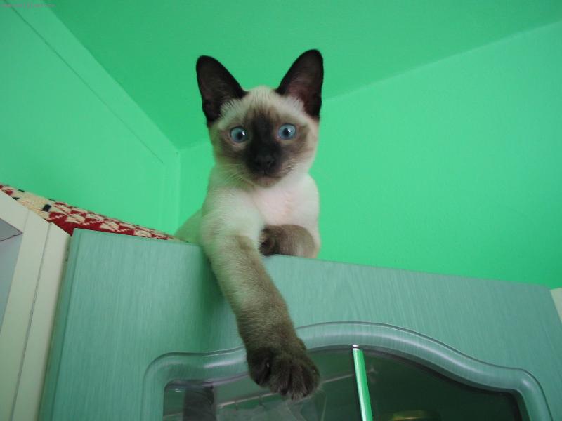 Foto: Mici