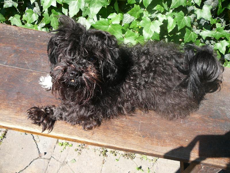 Foto: Benji-Benji hlídá