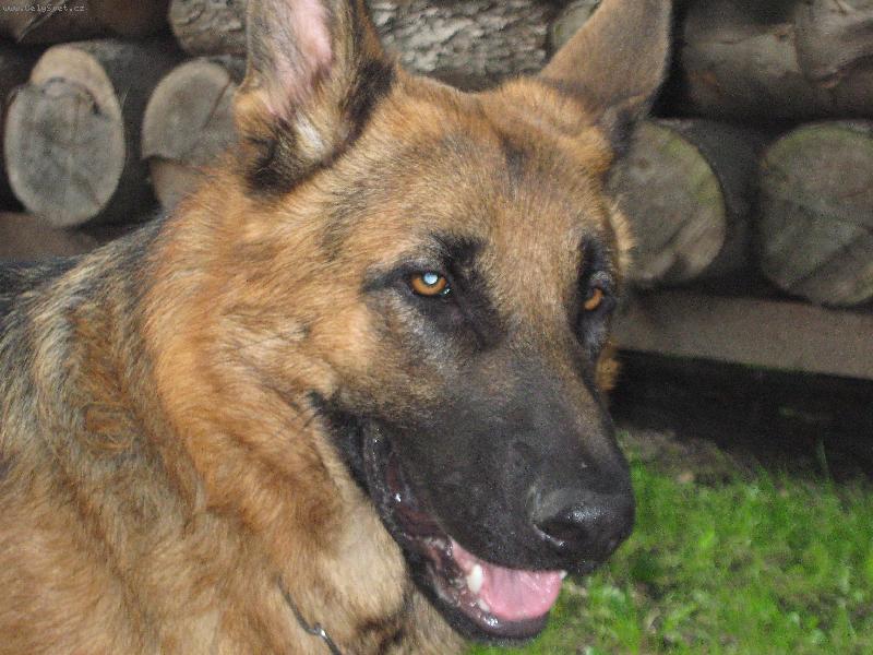 Foto: portrét-německý ovčák