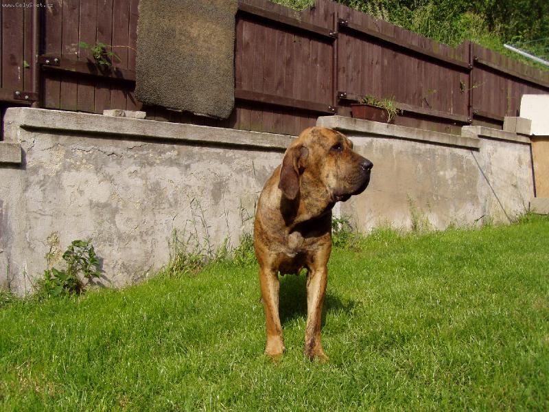 Foto: Tina Maloca dos Filas Paiaguas-import Brazílie