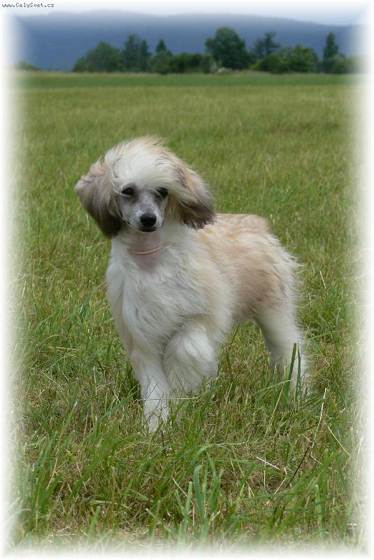 Foto: Zira Čičiko-zlatí