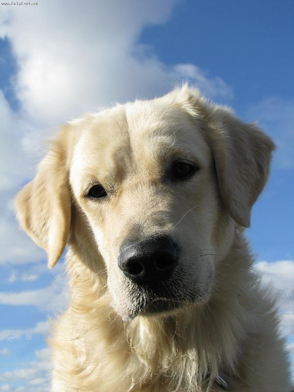 Foto: Golden retriever Britt-Britteček