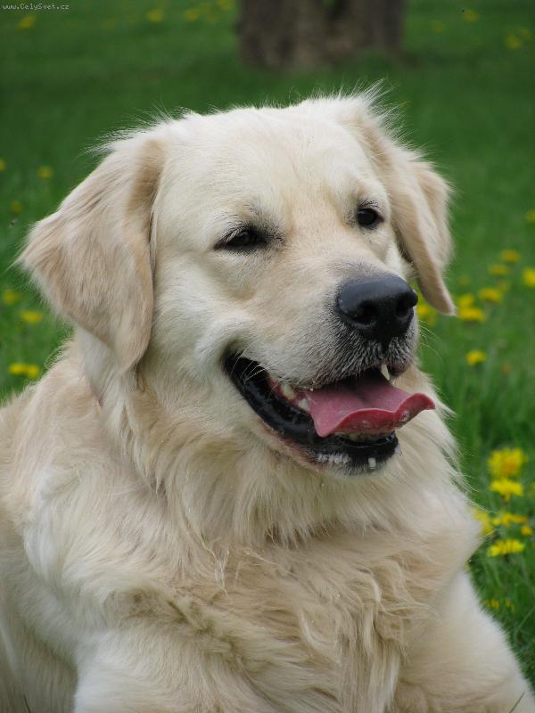 Foto: Golden retriever Britt - pampelišky-Britteček