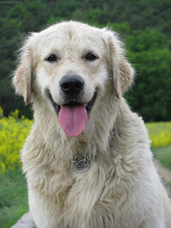 Foto: Golden retriever Britt 2-Britteček