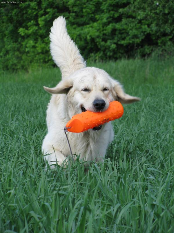 Foto: Golden retriever Britt - aport-Britteček