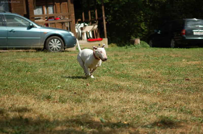 Foto: spěchám-coursing v Prudké