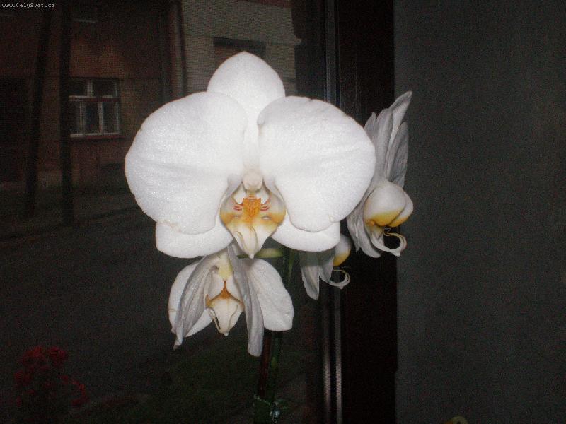 Foto: Bílá orchidejka-Moje orchidejka