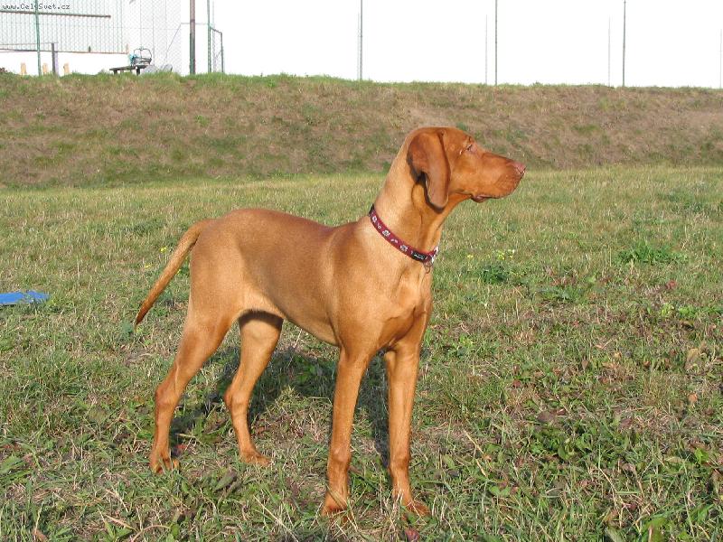 Foto: Ginger-Na�e Ginger