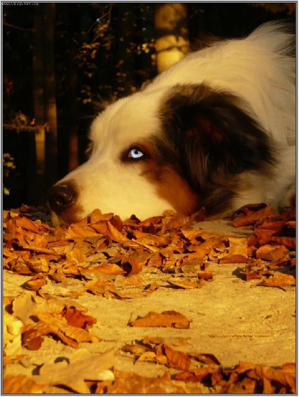 Foto: podzimní