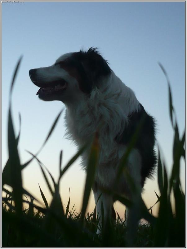 Foto: západ v poli