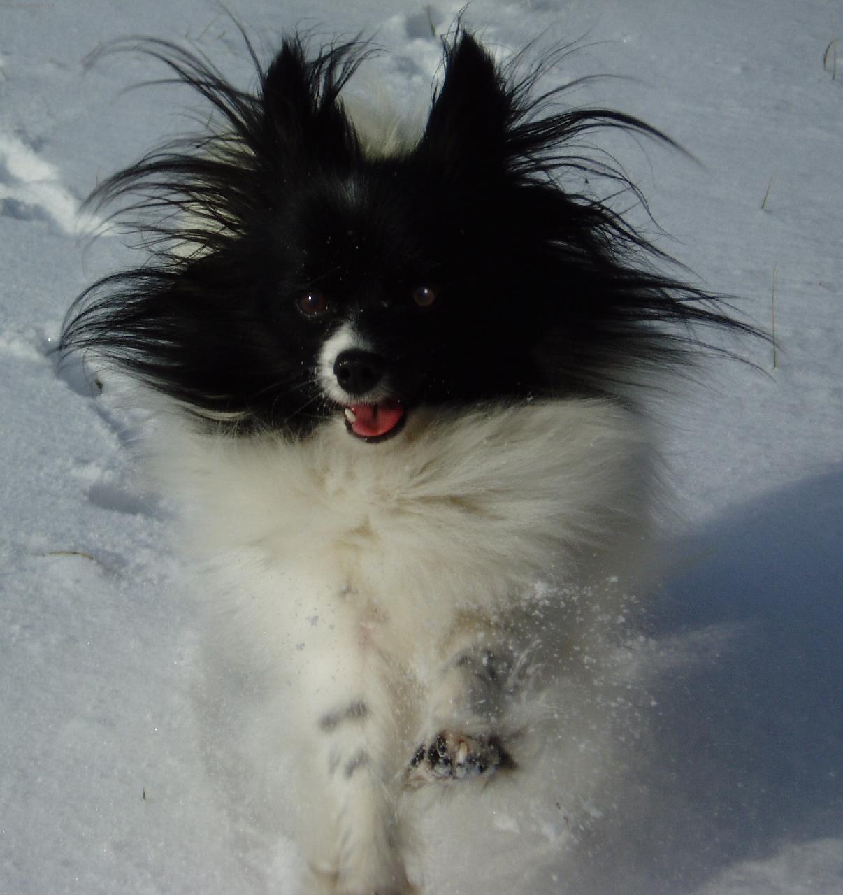 Foto: Ali Dejvick� kv�tko