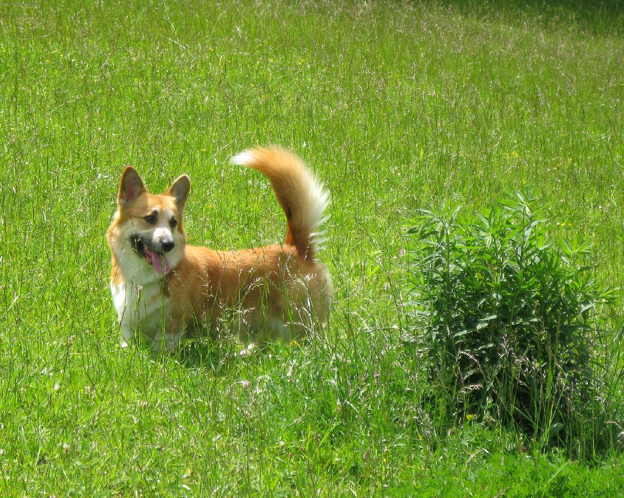 Foto: Corgi na louce-Flipper Higu