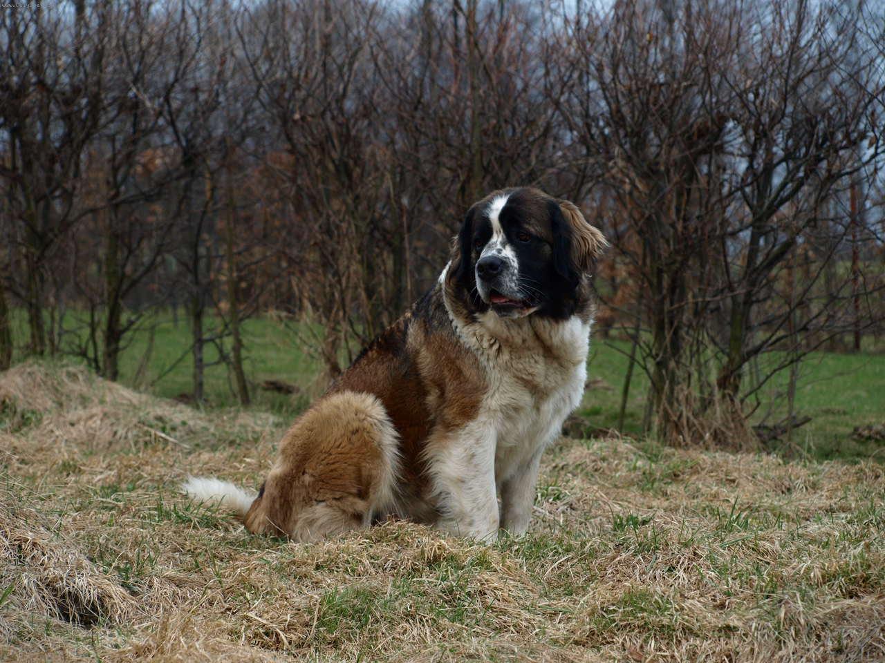 Foto: Moskevsk� str�n� pes