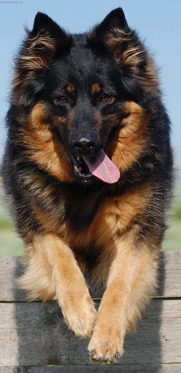 Foto: Orchidea Lukato Gold-Agility