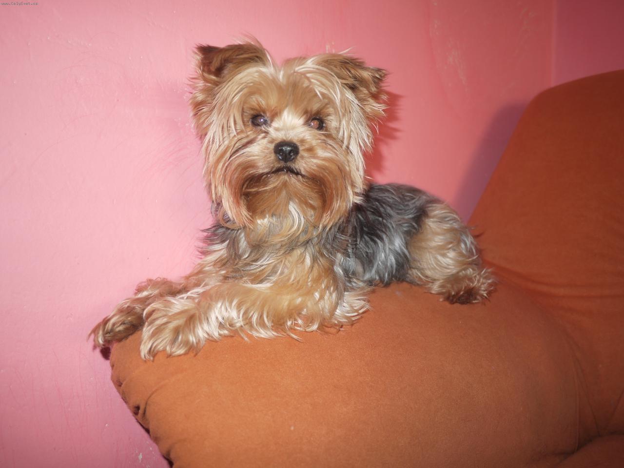 Foto: Mina-2 roky star�