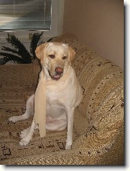 Meginka ukradla šátek...