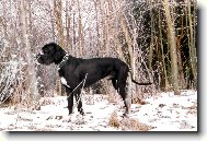 Dante Český Sirius