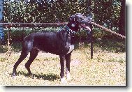 Dante Český Sirius