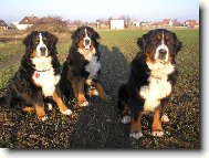 Bernský salašnický pes