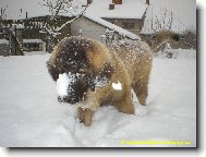 Kavkazáček Agbíšek