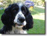 daj mi už ten špek