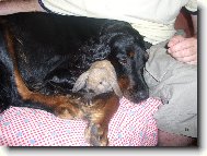 Gordon setr a králíček ??