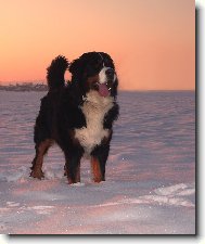 BERNIE- miluje sníh