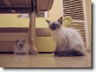 Happy de Borgione poprvé v novém domově.